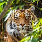 Quelles sont les actualités des zoos en France et Belgique en 2026 ?