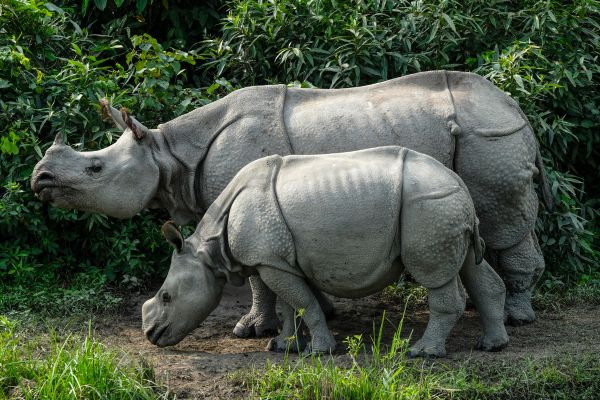 parc animalier de branféré