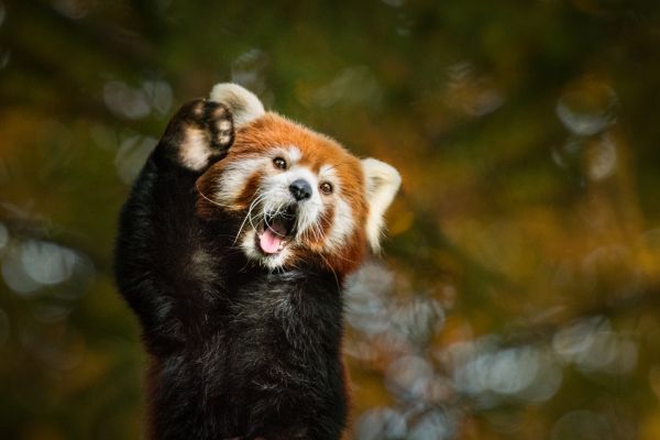parc animalier des pyrénées