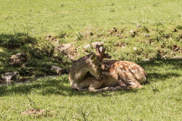 parc animalier