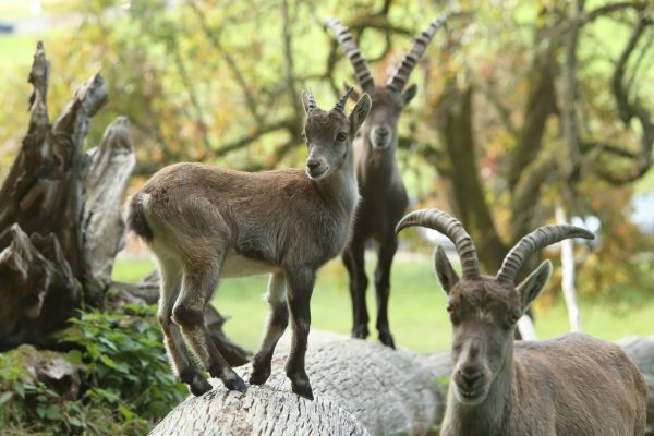 wildnispark zurich