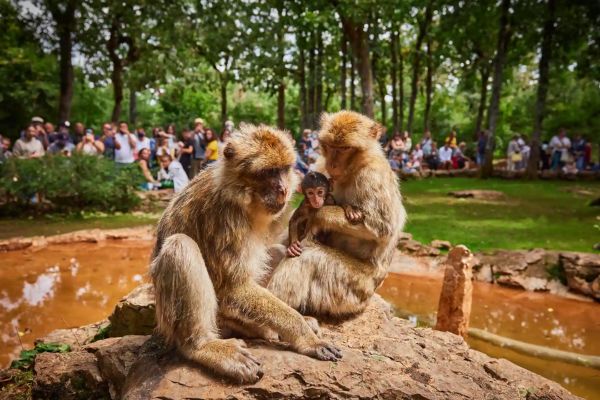 la foret des singes