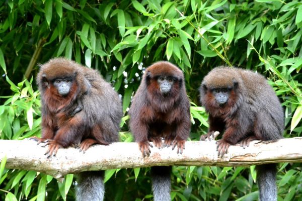 la vallée des singes