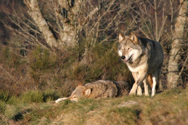 les loups de gévaudan