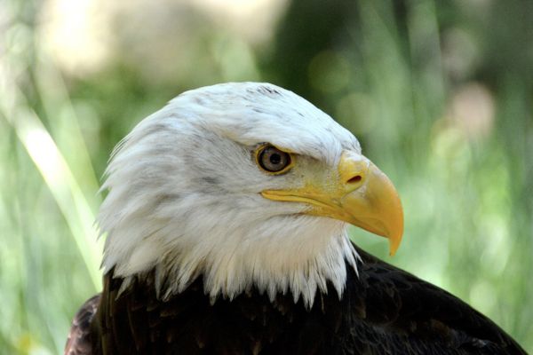 le rocher des aigles