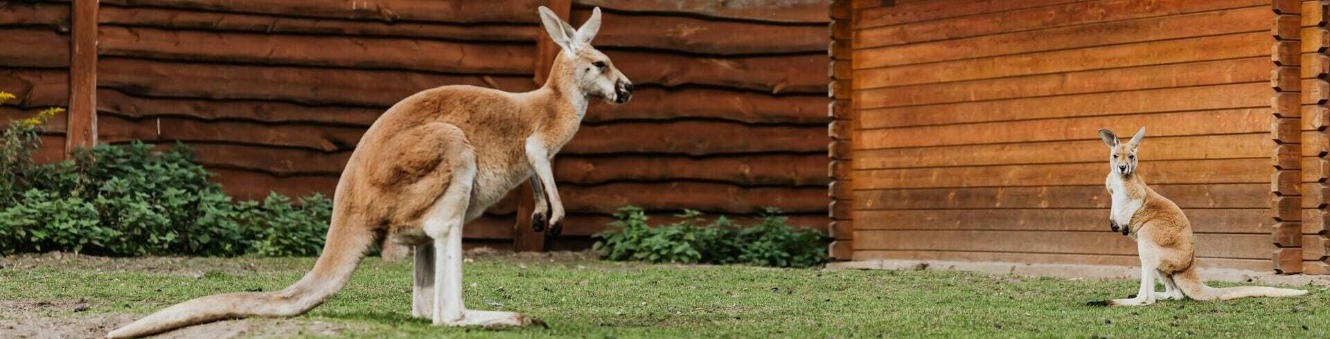 zoos atypiques 