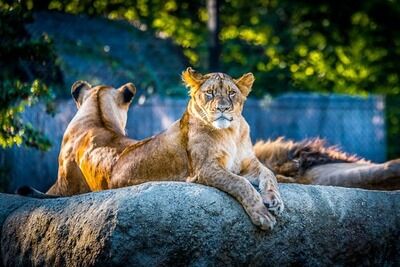 les zoos insolites
