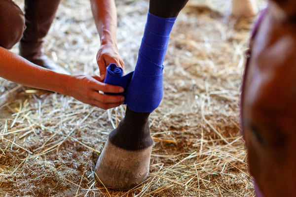 soins chevaux palefrenier