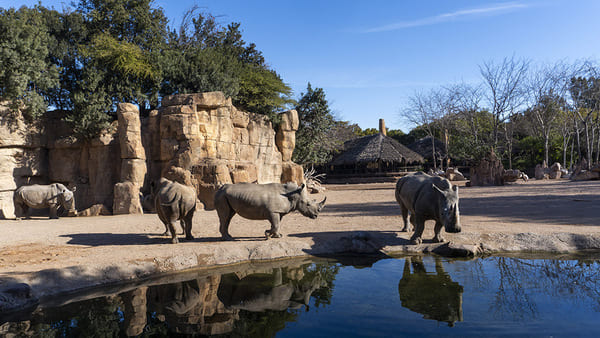 Bioparc Valencia