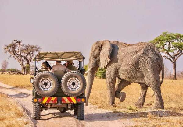 animaux safaris