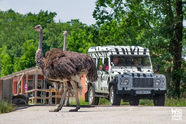 safari de peaugres