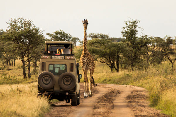 safaris du monde