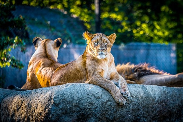 zoo atypiques