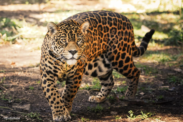 zoo gramado