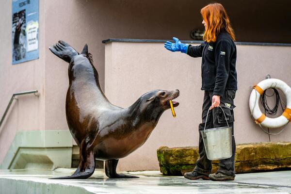 formation soigneur animalier